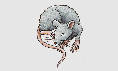 The Rat