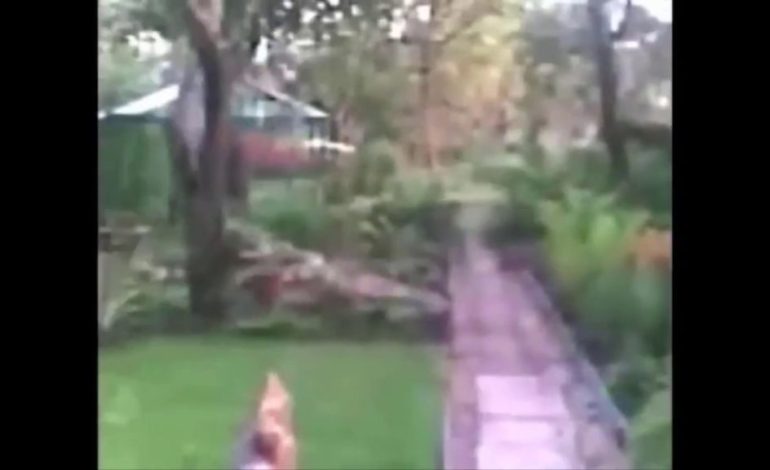  Video Footage Captures Ghostly Figure Running Through a Backyard