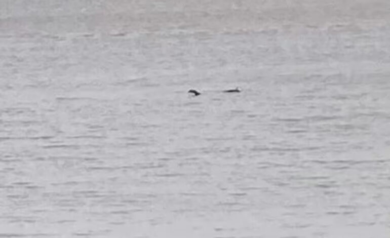 Alleged ‘Loch Ness Monster’ Sighting Baffles Residents of UK Seaside Town